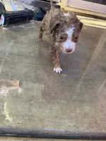 Ruby, a female Miniature Australian Shepherd for sale in Sacramento, CA – 3 of 3
