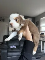 Jesse, a female Miniature Australian Shepherd for sale in Sacramento, CA – 3 of 4
