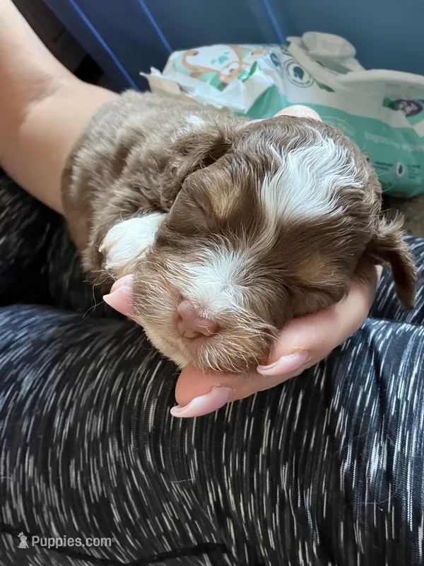 Ruby – Miniature Australian Shepherd puppy for sale in Sacramento, CA