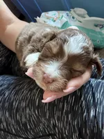 Ruby, a female Miniature Australian Shepherd for sale in Sacramento, CA – 1 of 3
