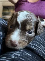 Ruby, a female Miniature Australian Shepherd for sale in Sacramento, CA – 2 of 3