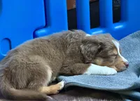 Brownie, a male Miniature Australian Shepherd for sale in Sacramento, CA – 3 of 5