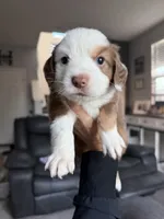 Jesse, a female Miniature Australian Shepherd for sale in Sacramento, CA – 4 of 4