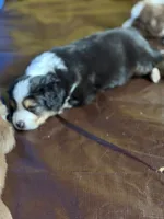 Bear, a male Miniature Australian Shepherd for sale in Sacramento, CA – 2 of 4