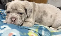 Merle , a male Olde English Bulldogge for sale in Carson City, NV – Photo 1 of 2