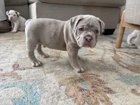 Merle , a male Olde English Bulldogge for sale in Carson City, NV – Photo 2 of 2