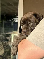 Rockey , a male English Mastiff for sale in Riverside, CA – 3 of 3