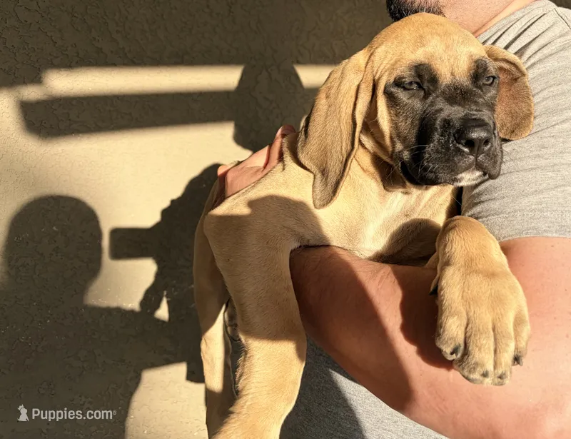 Daisy  – English Mastiff puppy for sale in Riverside, CA