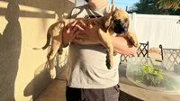 Daisy , a female English Mastiff for sale in Riverside, CA – 2 of 3