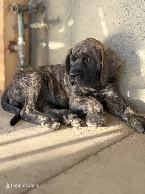 Stella  – English Mastiff puppy for sale in Riverside, CA