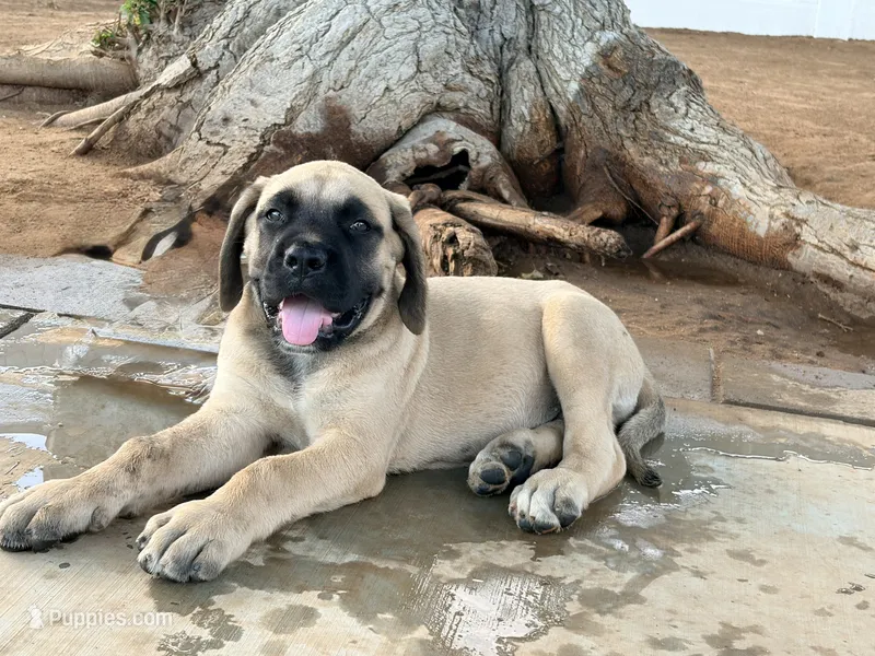 Buddy Jr – English Mastiff puppy for sale in Riverside, CA