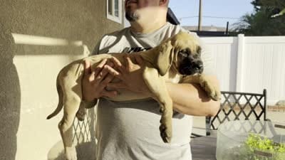 Daisy , a female English Mastiff for sale in Riverside, CA – 3 of 3