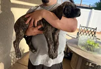 Stella , a female English Mastiff for sale in Riverside, CA – 3 of 4