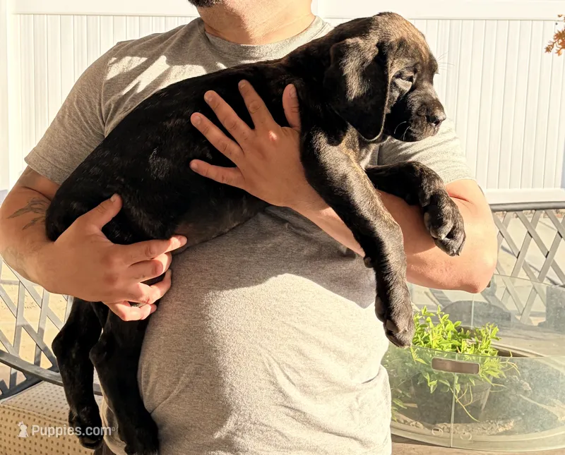 Rockey  – English Mastiff puppy for sale in Riverside, CA