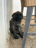 Stella , a female English Mastiff for sale in Riverside, CA – 2 of 4