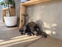 Stella , a female English Mastiff for sale in Riverside, CA – 4 of 4