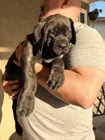 Rockey , a male English Mastiff for sale in Riverside, CA – 2 of 3
