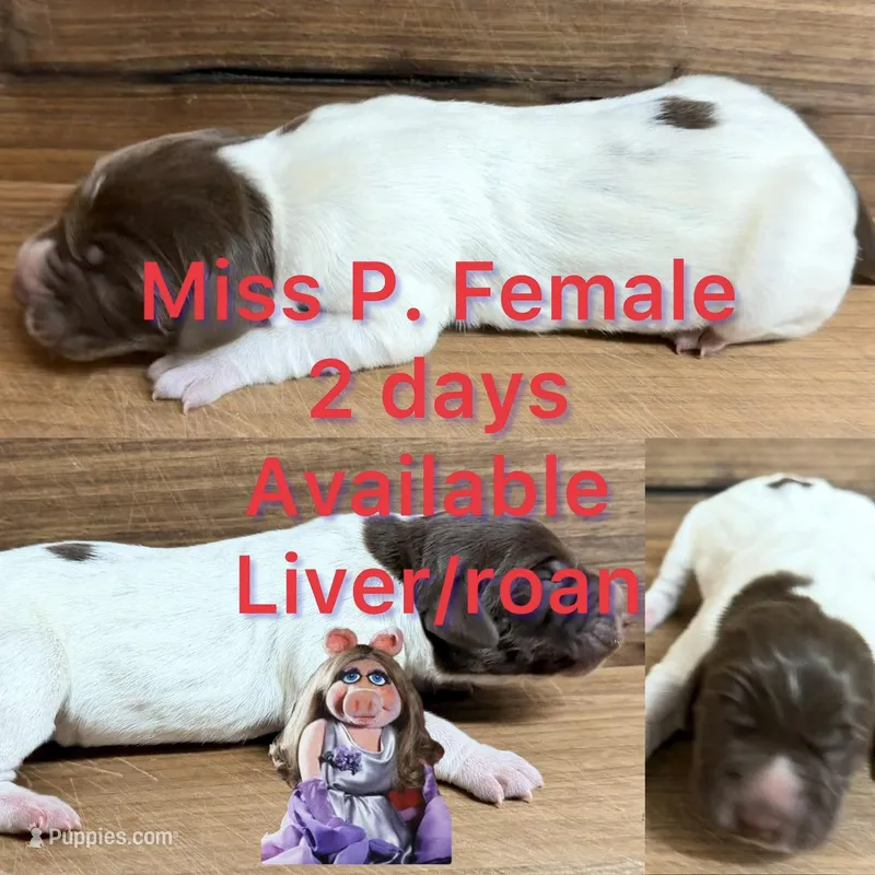 Miss P – German Shorthaired Pointer puppy for sale in Koshkonong, MO
