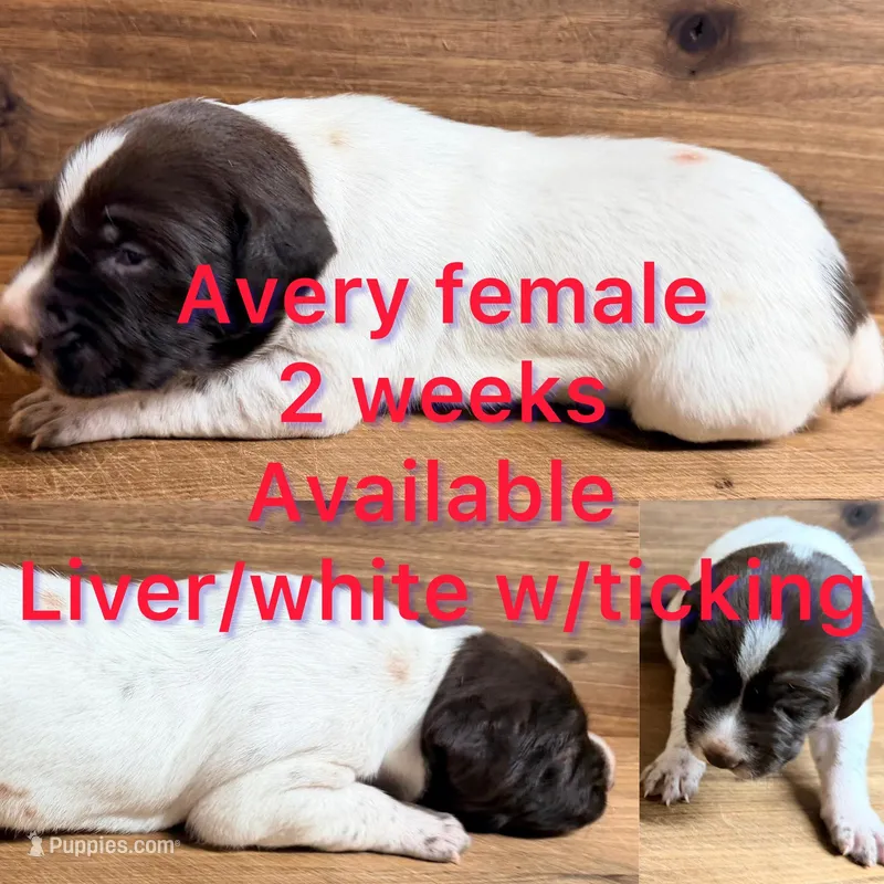 Avery – German Shorthaired Pointer puppy for sale in Koshkonong, MO