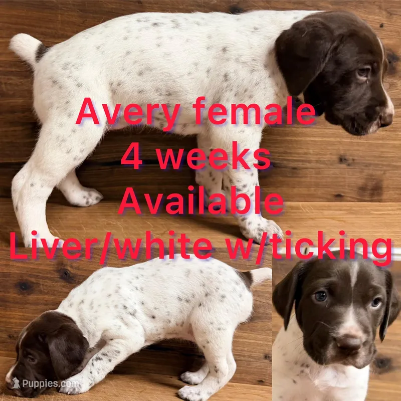 Avery – German Shorthaired Pointer puppy for sale in Koshkonong, MO