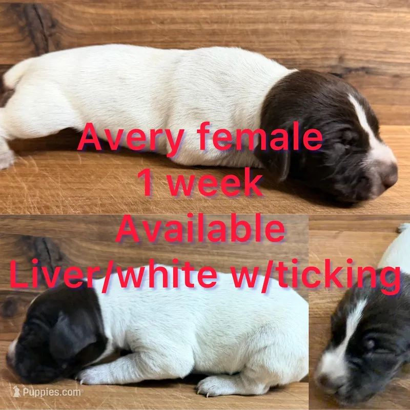 Avery – German Shorthaired Pointer puppy for sale in Koshkonong, MO