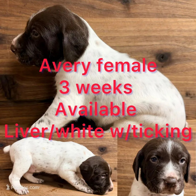 Avery – German Shorthaired Pointer puppy for sale in Koshkonong, MO