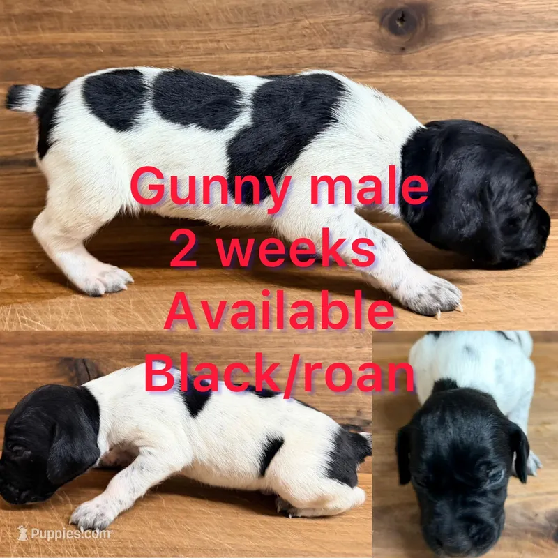 Gunny – German Shorthaired Pointer puppy for sale in Koshkonong, MO
