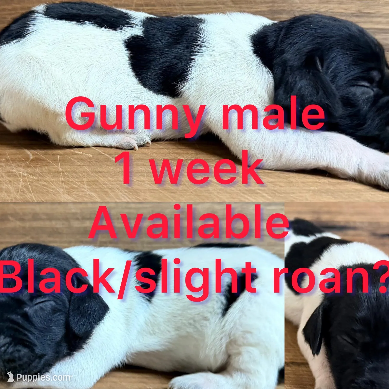 Gunny – German Shorthaired Pointer puppy for sale in Koshkonong, MO