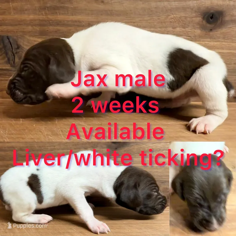Jax – German Shorthaired Pointer puppy for sale in Koshkonong, MO