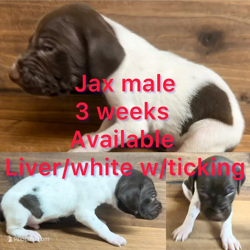 Jax – German Shorthaired Pointer puppy for sale in Koshkonong, MO