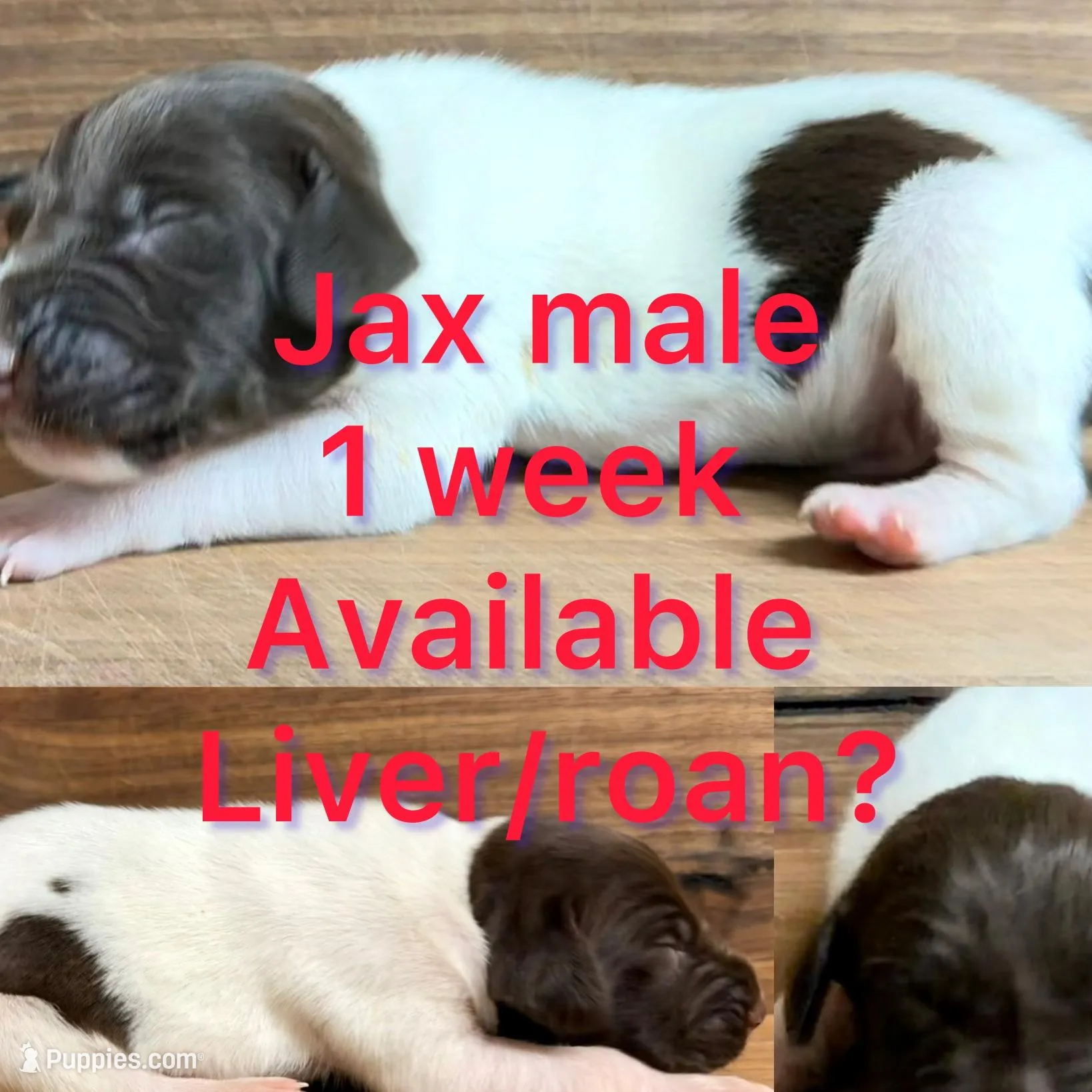 Jax – German Shorthaired Pointer puppy for sale in Koshkonong, MO