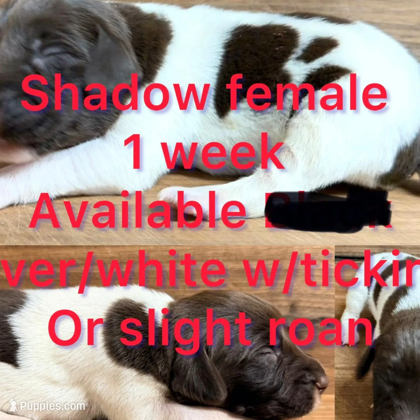Shadow  – German Shorthaired Pointer puppy for sale in Koshkonong, MO