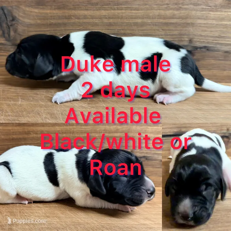 Duke – German Shorthaired Pointer puppy for sale in Koshkonong, MO