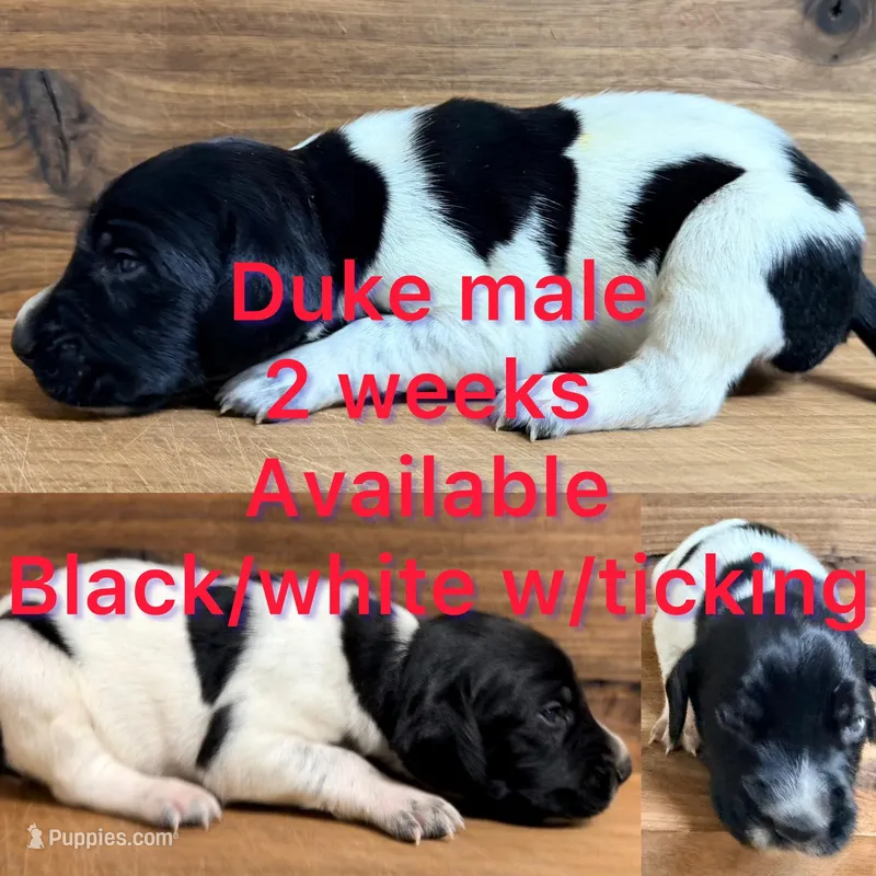 Duke – German Shorthaired Pointer puppy for sale in Koshkonong, MO