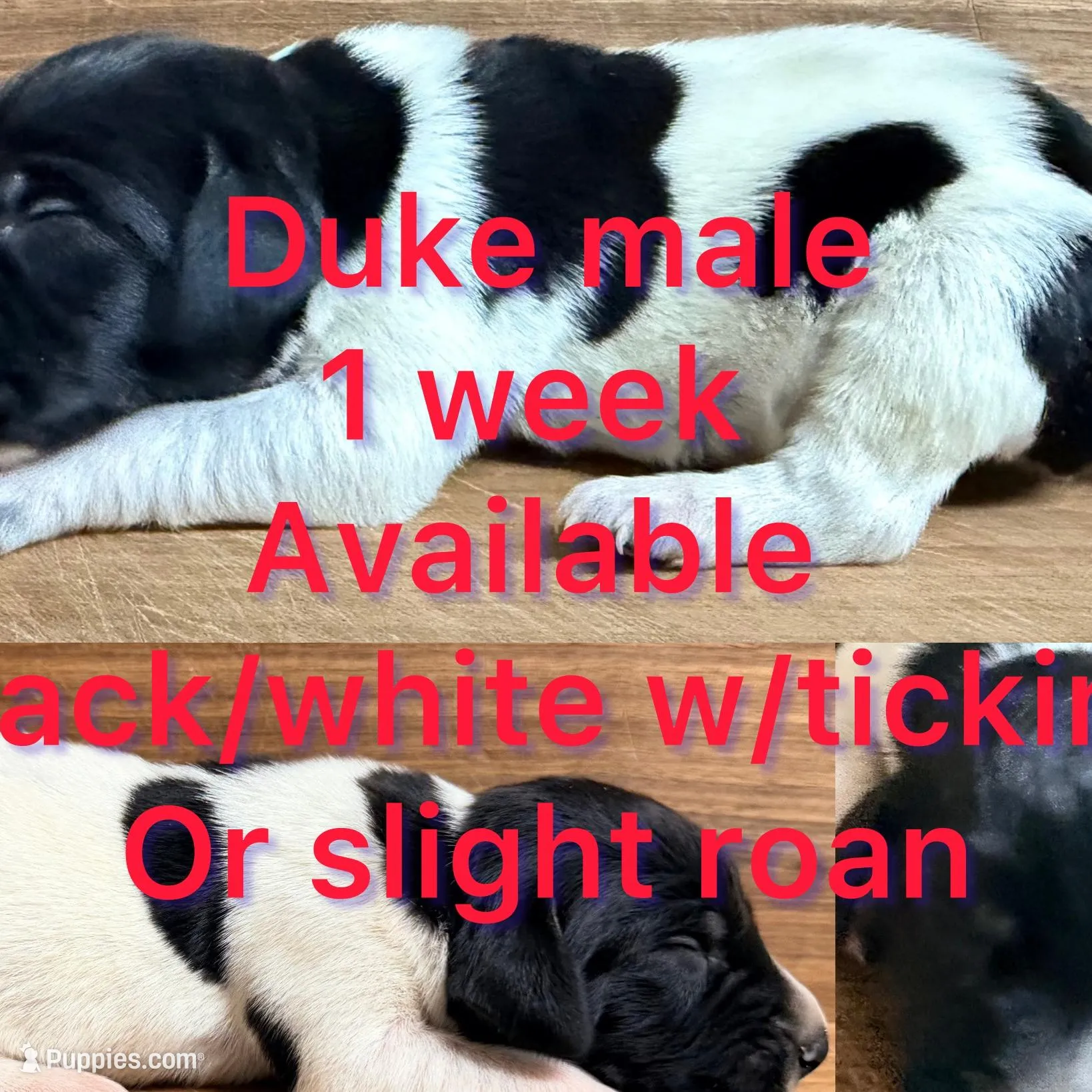 Duke – German Shorthaired Pointer puppy for sale in Koshkonong, MO