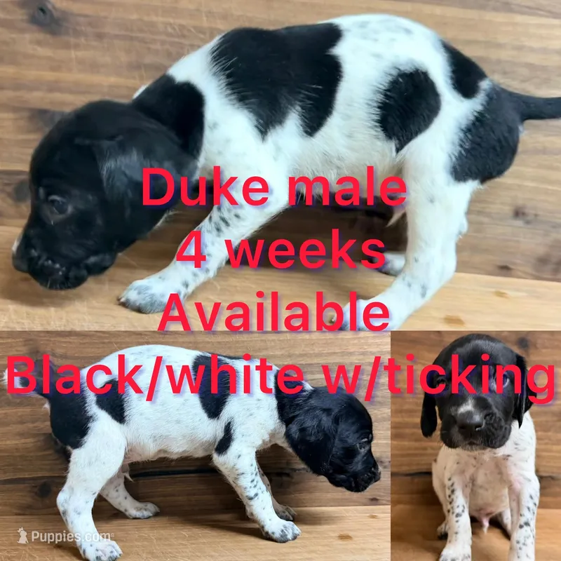 Duke – German Shorthaired Pointer puppy for sale in Koshkonong, MO