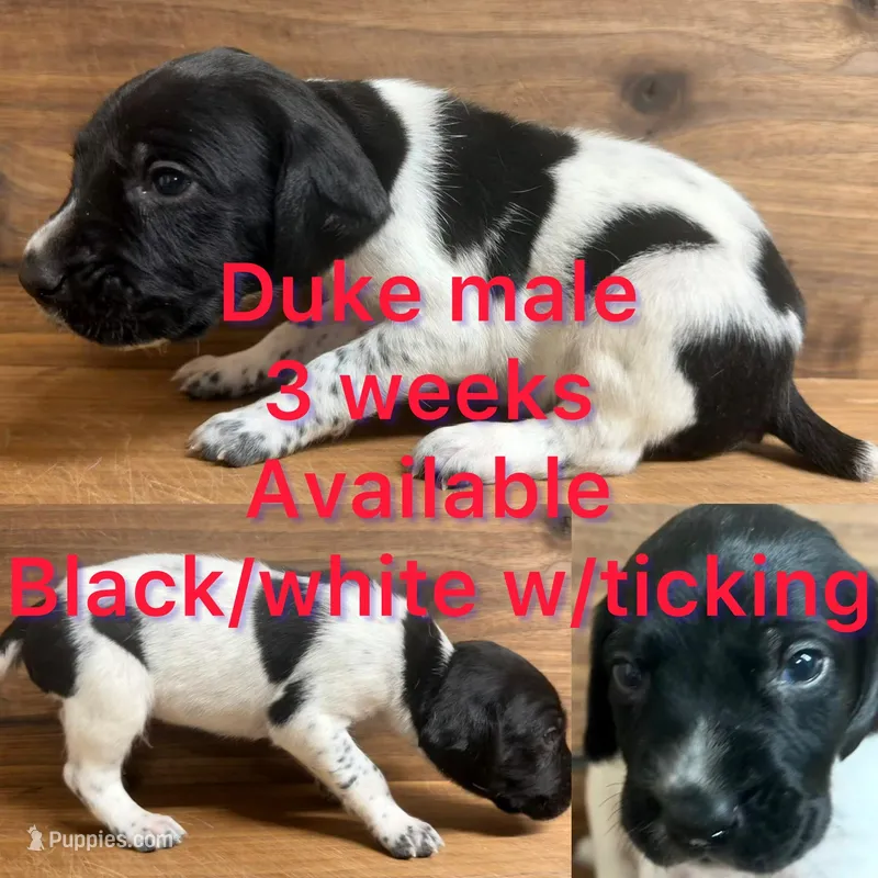 Duke – German Shorthaired Pointer puppy for sale in Koshkonong, MO