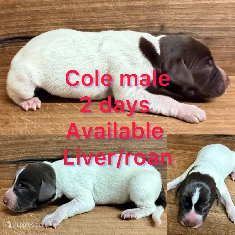 Cole – German Shorthaired Pointer puppy for sale in Koshkonong, MO