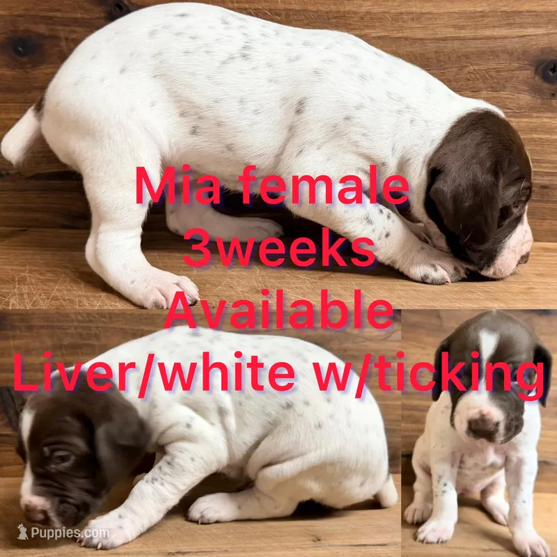 Mia – German Shorthaired Pointer puppy for sale in Koshkonong, MO