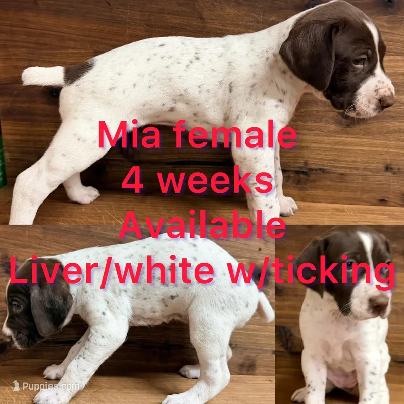 Mia – German Shorthaired Pointer puppy for sale in Koshkonong, MO