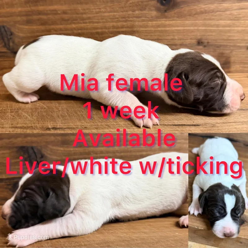 Mia – German Shorthaired Pointer puppy for sale in Koshkonong, MO