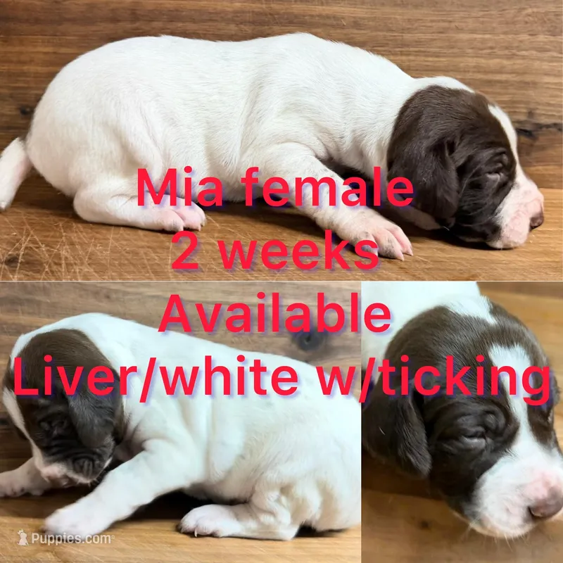 Mia – German Shorthaired Pointer puppy for sale in Koshkonong, MO