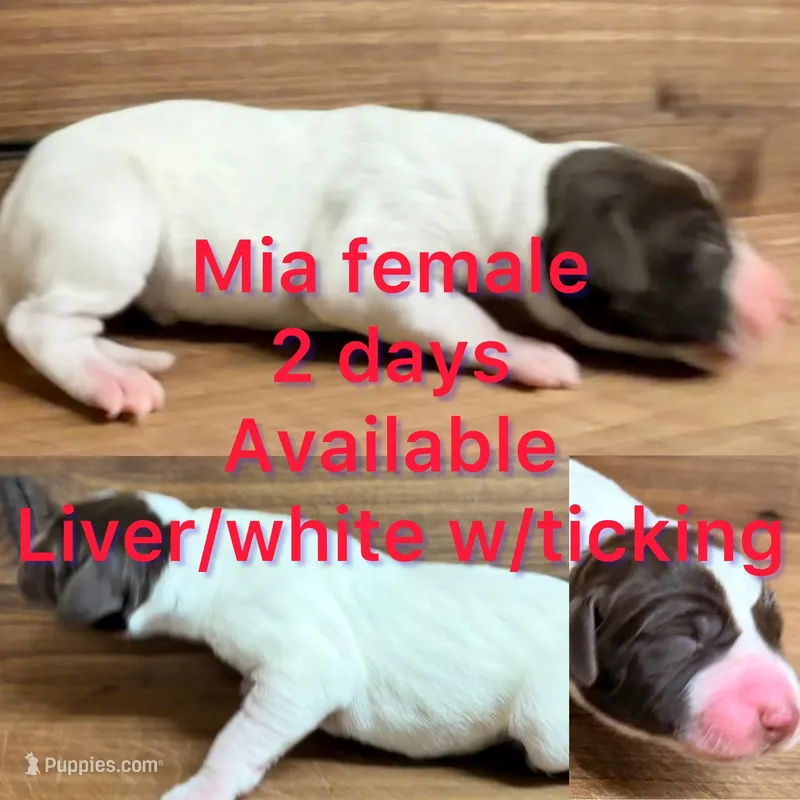 Mia – German Shorthaired Pointer puppy for sale in Koshkonong, MO