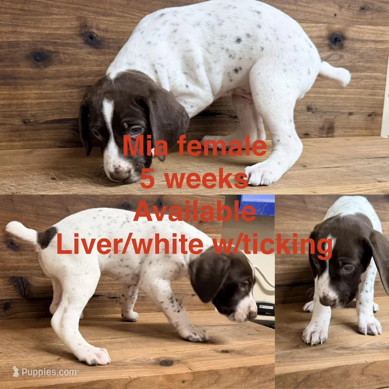 Mia – German Shorthaired Pointer puppy for sale in Koshkonong, MO