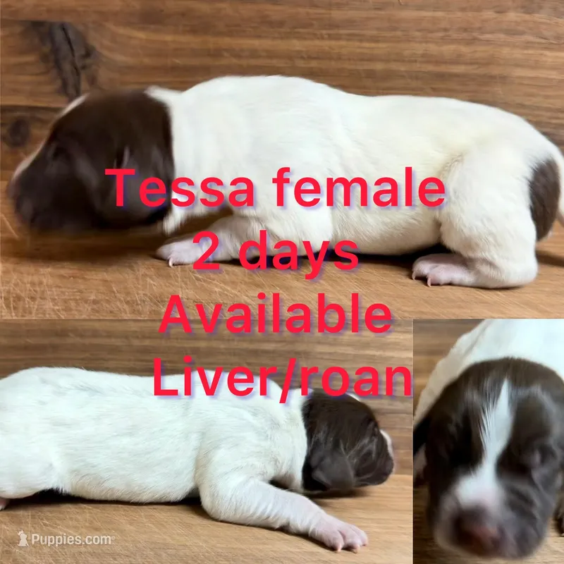 Tessa – German Shorthaired Pointer puppy for sale in Koshkonong, MO