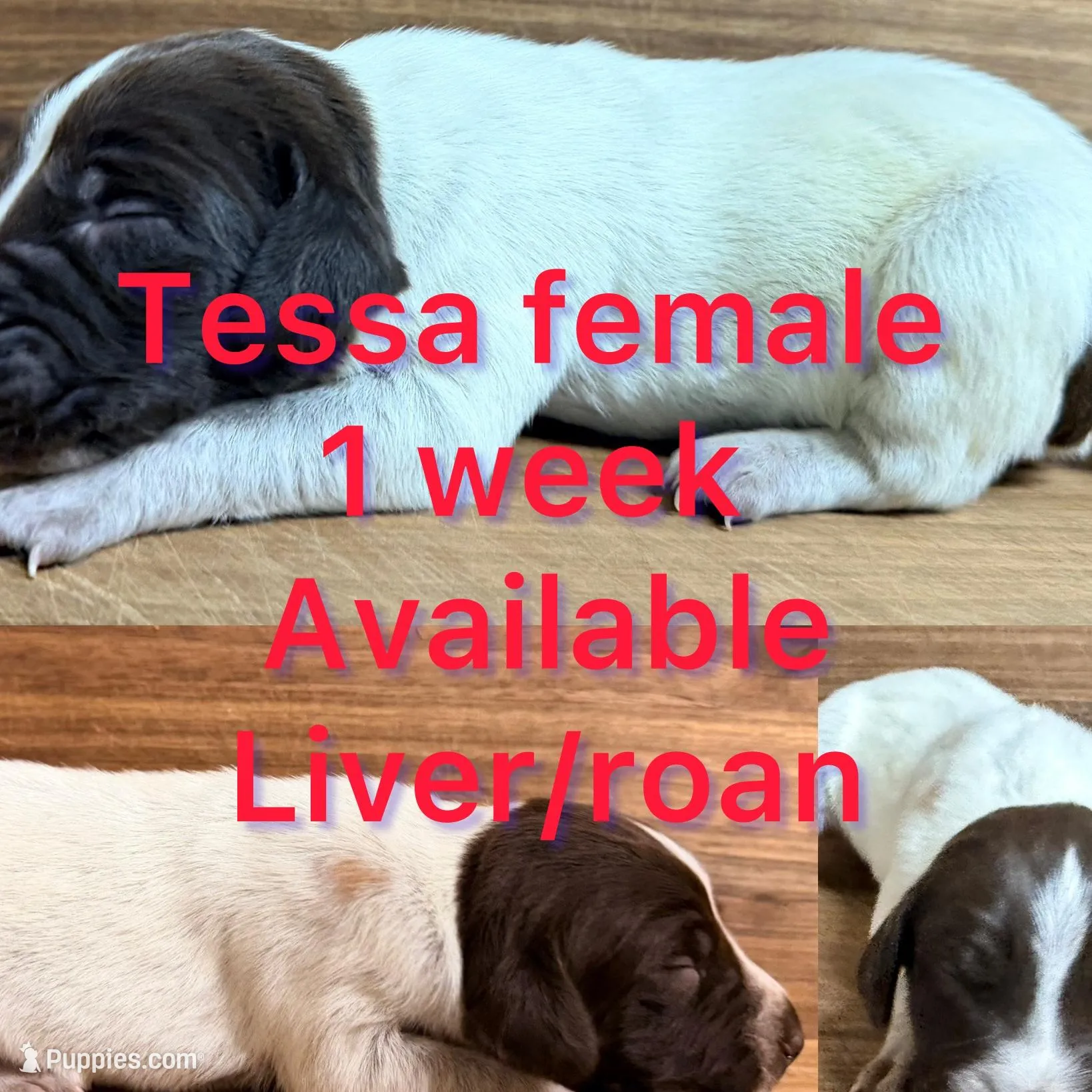 Tessa – German Shorthaired Pointer puppy for sale in Koshkonong, MO