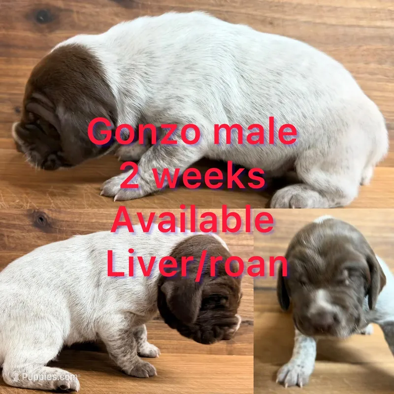 Gonzo – German Shorthaired Pointer puppy for sale in Koshkonong, MO