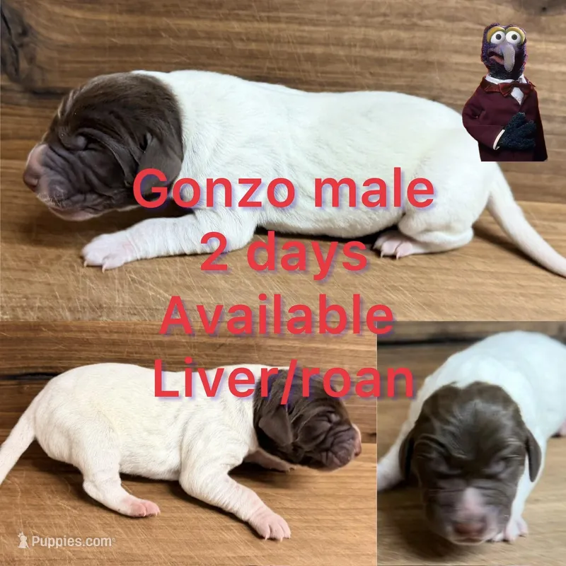 Gonzo – German Shorthaired Pointer puppy for sale in Koshkonong, MO