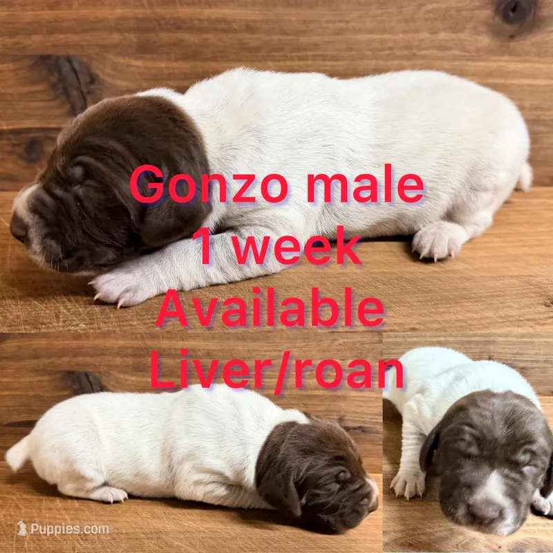 Gonzo – German Shorthaired Pointer puppy for sale in Koshkonong, MO