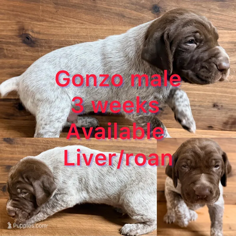 Gonzo – German Shorthaired Pointer puppy for sale in Koshkonong, MO